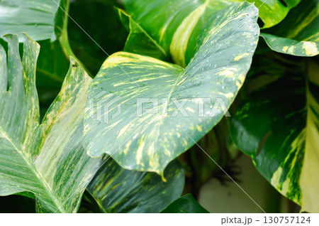 Epipremnum aureus Engl, ARACEAE or Devils Ivy or Golden Pothos or Hunters Robe or Epipremnum aureum or Araceae or bicolor leaf 130757124