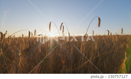 Golden Wheat Field at Sunrise, showcasing the beauty of nature in the early morning light 130757127