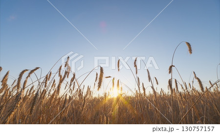 Golden fields stretch under blue skies as the sun rises, inspiring tranquility and wonder 130757157