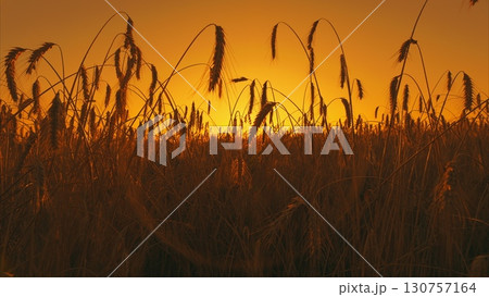 A stunning golden sunset shines over the lush field, creating a serene atmosphere 130757164