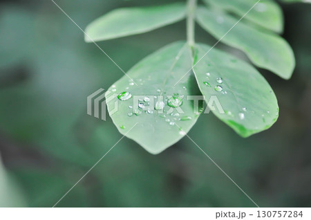 Rain tree or Samanea saman, LEGUMINOSAE MIMOSOIDEAE or Rain Tree leaf and rain droplet Rain tree or Samanea saman, LEGUMINOSAE MIMOSOIDEAE or Rain Tree leaf and rain droplet 130757284