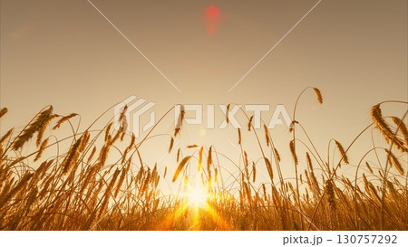 The Stunning Golden Sunset Over Expansive Wheat Fields in a Serene Natural Landscape 130757292