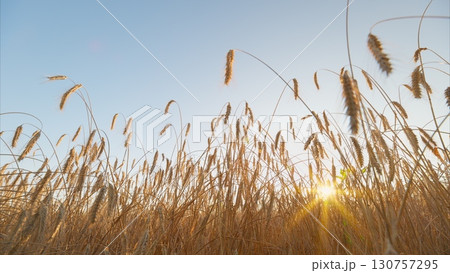 A breathtaking view of a Golden Wheat Field is beautifully illuminated at the time of Sunrise 130757295
