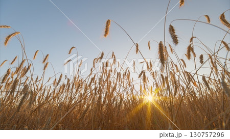 Golden Wheat Fields Bathed in Warm Light at Sunset, Perfect for Capturing Their Beauty 130757296