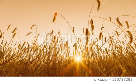 Golden Sunrise Lighting Up a Serene and Flourishing Wheat Field in the Early Morning Hours 130757298