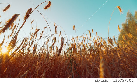Breathtakingly Beautiful Golden Wheat Fields at Sunset, an inviting sight of natures splendor 130757300
