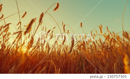 A Beautiful Golden Wheat Field Bathed in the Warm Light of a Stunningly Gorgeous Sunset A Beautiful Golden Wheat Field Bathed in the Warm Light of a Stunningly Gorgeous Sunset 130757305