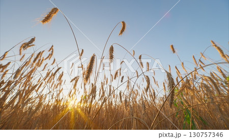 A Beautiful Golden Wheat Field During the Majestic and Serene Sunrise Hours in Nature 130757346
