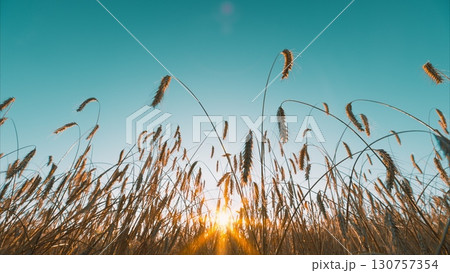 A breathtaking golden sunrise over a lush wheat field set against a clear blue sky backdrop A breathtaking golden sunrise over a lush wheat field set against a clear blue sky backdrop 130757354