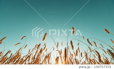 A Stunning Golden Wheat Field at Sunset with a Clear Blue Sky Above the Landscape 130757355