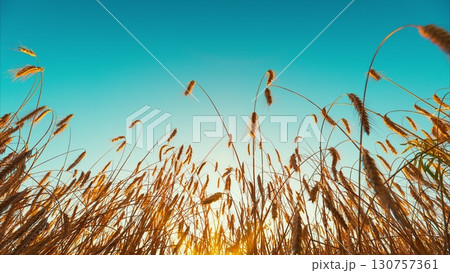 A breathtaking golden sunset casts its glow over the tall, lush grasses in the field 130757361