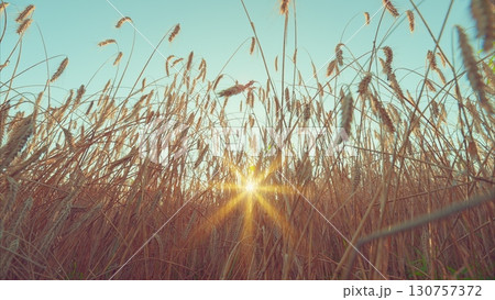 Sunset Over a Wheat Field, showcasing the beauty and serenity of natures vibrant colors Sunset Over a Wheat Field, showcasing the beauty and serenity of natures vibrant colors 130757372