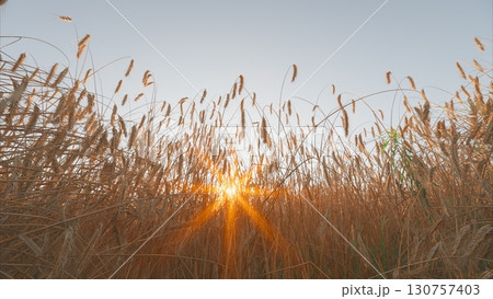 A beautiful Golden Sunset Over a serene Wheat Field, showcasing natures vibrant colors A beautiful Golden Sunset Over a serene Wheat Field, showcasing natures vibrant colors 130757403