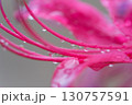 彼岸花と雨粒 130757591