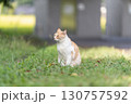 白と茶の猫 130757592