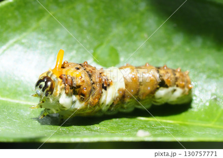 ナミアゲハ（アゲハ）の幼虫（4齢・臭角を出して威嚇） 130757771