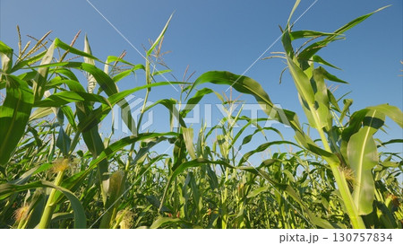 A Lush Cornfield Thriving Under Clear Blue Skies, Showcasing Natures Breathtaking Beauty A Lush Cornfield Thriving Under Clear Blue Skies, Showcasing Natures Breathtaking Beauty 130757834