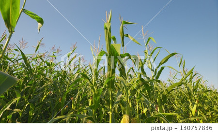 A Vibrant Cornfield Stretching Under a Clear and Bright Blue Sky Displaying Beauty 130757836