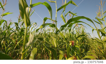 A Lush Cornfield Spreading Beneath a Vast Clear Sky Filled with Sunlight and Beauty 130757846