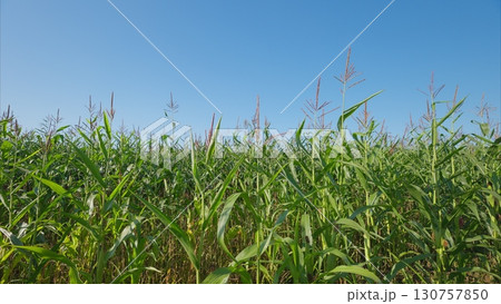 A Beautiful Lush Cornfield Spread Under a Clear Blue Sky, Perfect for Relaxing and Enjoying Nature A Beautiful Lush Cornfield Spread Under a Clear Blue Sky, Perfect for Relaxing and Enjoying Nature 130757850