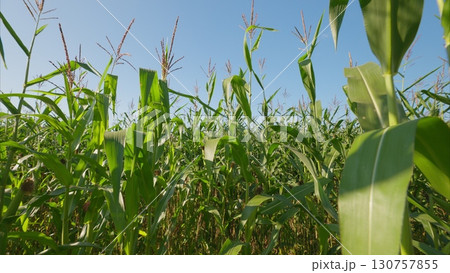 A Beautiful and Vibrant Cornfield Flourishing Under a Clear, Bright Blue Sky Above A Beautiful and Vibrant Cornfield Flourishing Under a Clear, Bright Blue Sky Above 130757855
