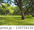 ハワイの公園に広がるキアヴェの木々 130758156