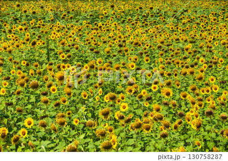 ひまわり畑の中から勝山城 130758287