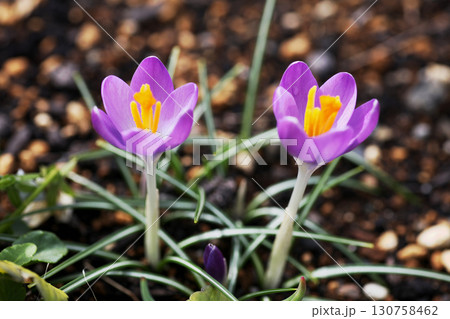 クロッカス 130758462