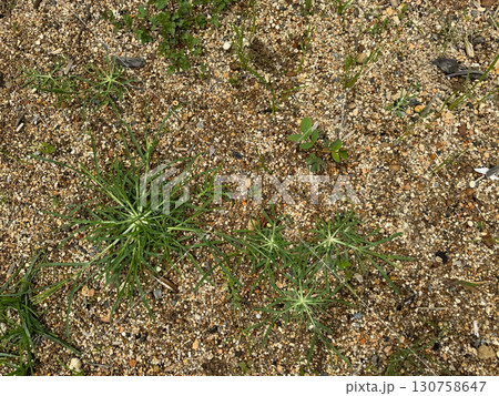 Green wild grass growing on sandy soil outdoors 130758647