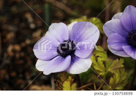 アネモネ 130758699
