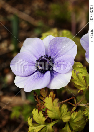 アネモネ 130758703