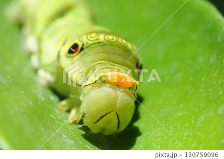 ナミアゲハ（アゲハ）の幼虫（臭角・5齢） 130759096