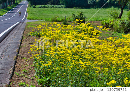 夏の六呂師高原 130759721