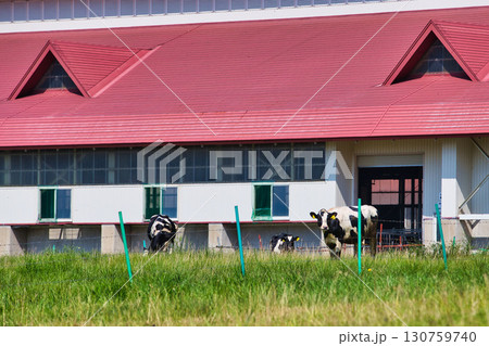 夏の六呂師高原 130759740