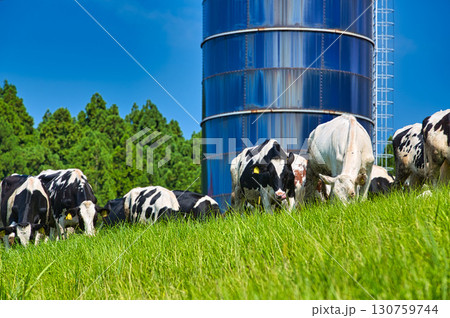 夏の六呂師高原 夏の六呂師高原 130759744