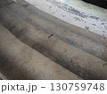 ハワイのショウジョウコウカンチョウ 130759748