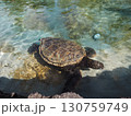 ハワイのシンボル、アオウミガメ 130759749