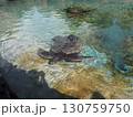 ハワイのシンボル、アオウミガメ 130759750