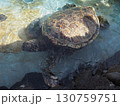 ハワイのシンボル、アオウミガメ 130759751
