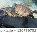 ハワイのシンボル、アオウミガメ 130759752