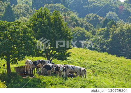 夏の六呂師高原 130759804