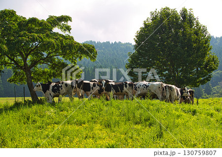 夏の六呂師高原 130759807