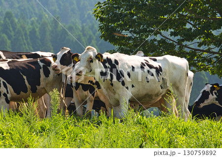 夏の六呂師高原 130759892