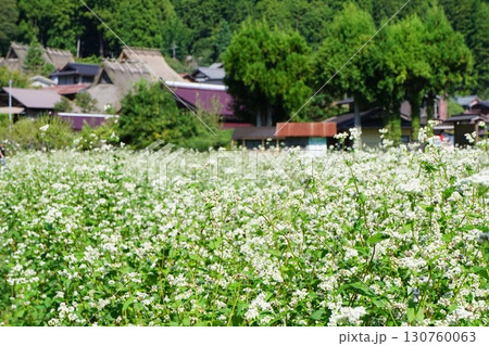 蕎麦の花畑【京都府南丹市】 130760063