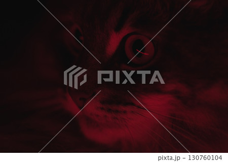 Close-up of a cat illuminated by red light. Macro shot of a cat's face under red neon light. The eye, whiskers and fur of the animal are clearly visible in the contrasting light. Cute domestic cat. 130760104