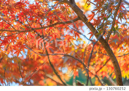 鮮やかに紅葉したもみじ 130760252