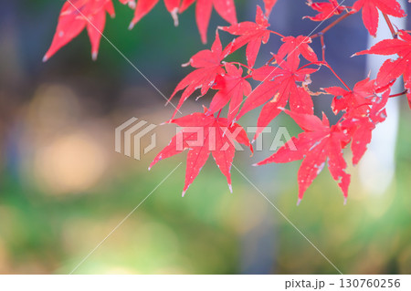 お寺の赤く染まったイロハモミジ 130760256