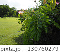 ハワイで咲くアカシアの花と緑の風景 130760279