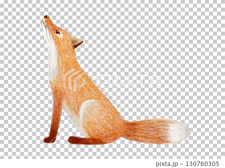 A fox looking up A fox looking up 130760305