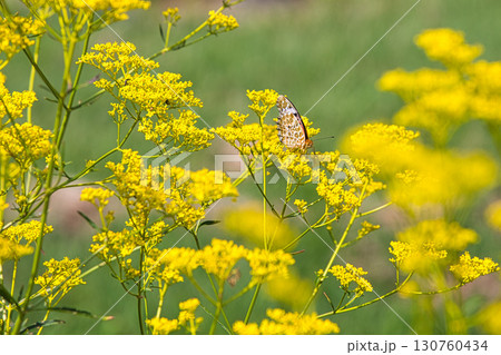 高原に咲く花と蝶 130760434
